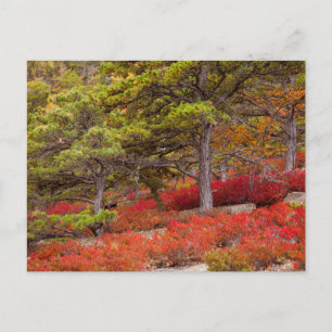 Carte Postale Parc national d'Acadia, Maine