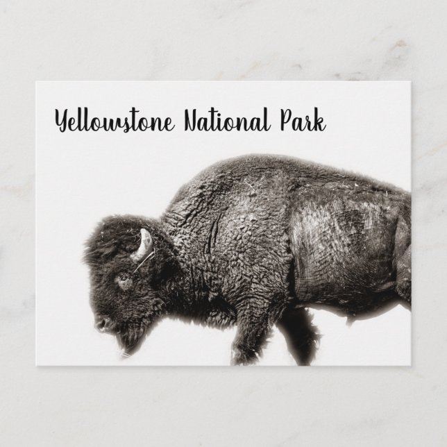 Carte Postale Parc national de Bison-Yellowstone (Devant)