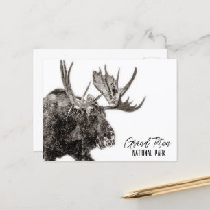 Carte Postale Parc national de Grand Teton Moose