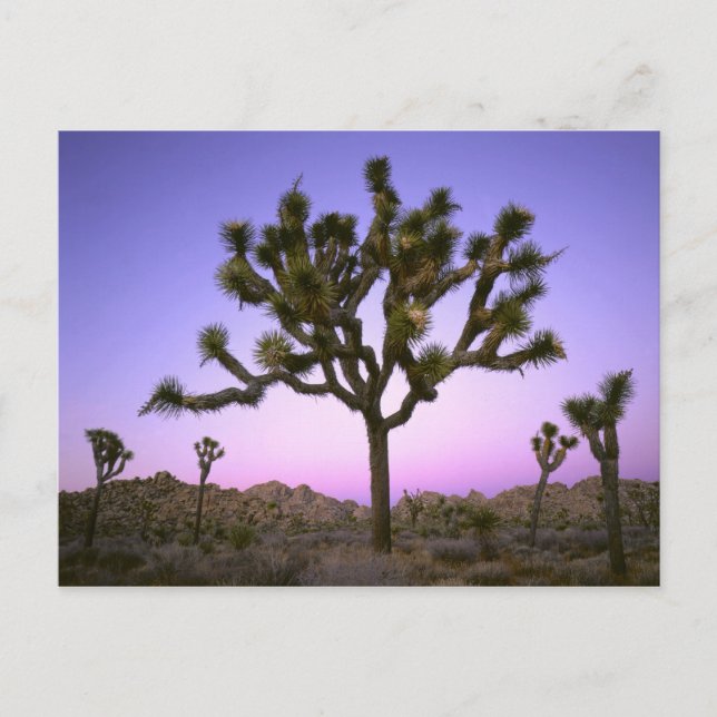 Carte Postale PARC NATIONAL DE JOSHUA TREE, CALIFORNIE. États-Un (Devant)