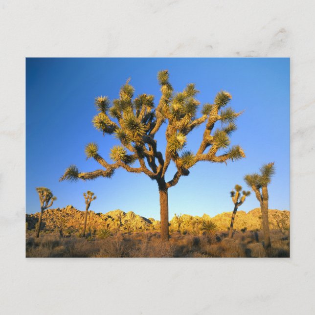Carte Postale Parc national de Joshua Tree, Californie. États-Un (Devant)