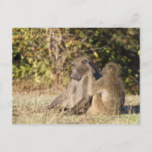 Carte Postale Parc national de Kruger, Afrique du Sud