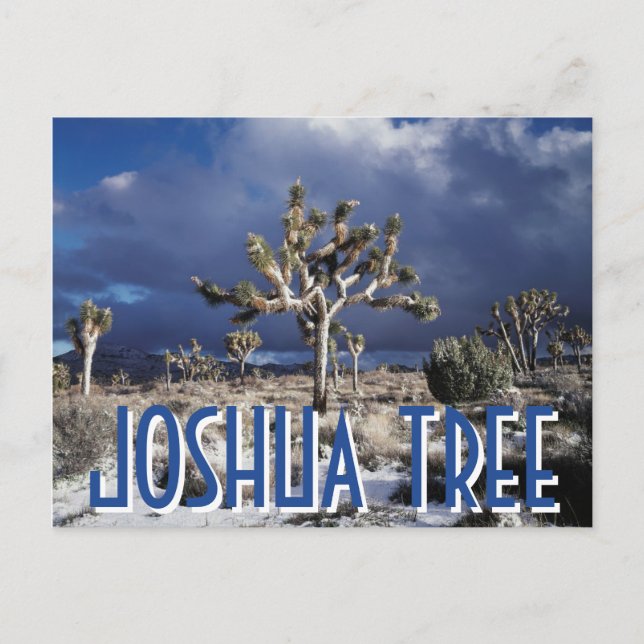 Carte Postale Parc national de la Californie, Joshua Tree (Devant)