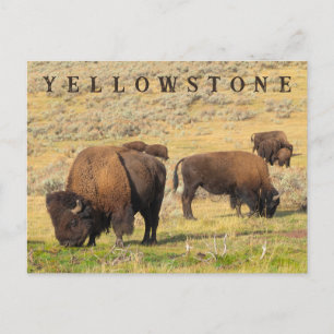 Carte Postale Parc national de Lamar Valley Bison Yellowstone