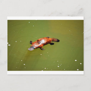 CARTE POSTALE PARC NATIONAL DE PLATYPUS EUNGELLA AUSTRALIE