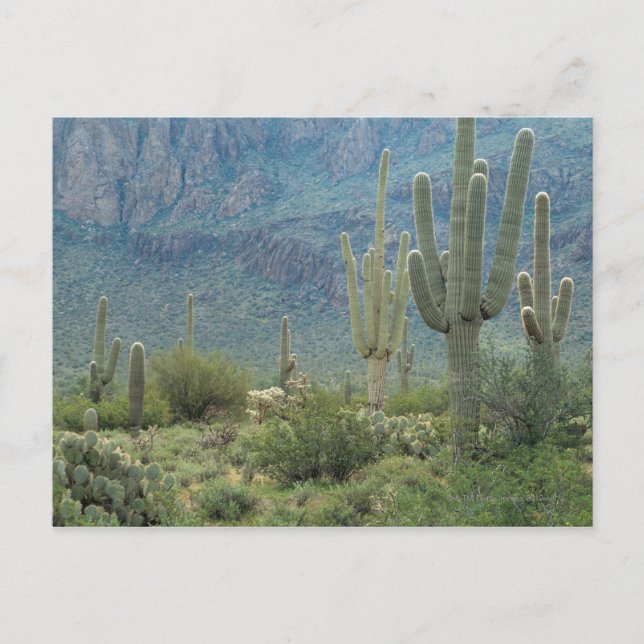 Carte Postale Parc national de Saguaro, Arizona (Devant)