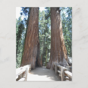Carte Postale Parc national de Sequoia