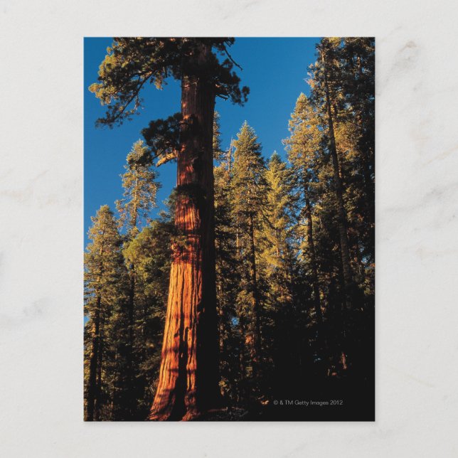 Carte Postale Parc national de Sequoia, Californie 2 (Devant)