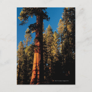 Carte Postale Parc national de Sequoia, Californie 2