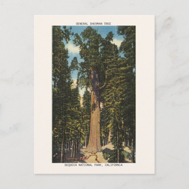 Carte Postale Parc national de Sequoia Général Sherman Tree (Devant)