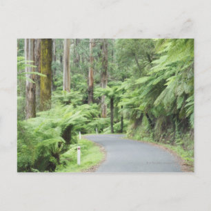Carte Postale Parc national de Tarra Bulga, Strzelecki Ranges