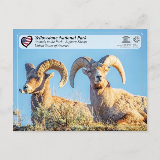 Carte Postale Parc national de Yellowstone - Bighorn Sheep (Devant)