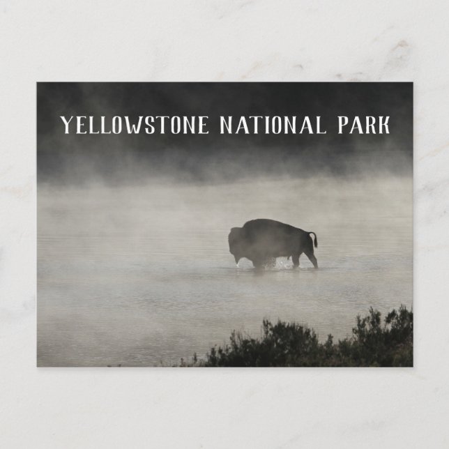 Carte Postale Parc national de Yellowstone, Bison in Lake, Wyomi (Devant)