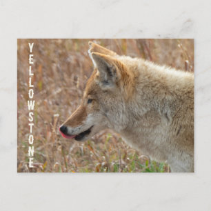 Carte Postale Parc national de Yellowstone dans la vallée de Coy