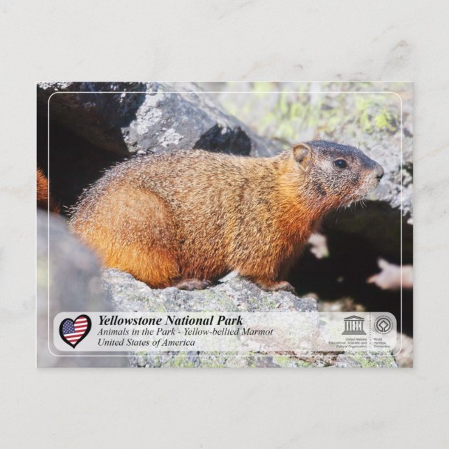 Carte Postale Parc national de Yellowstone - Marmotte à ventre j (Devant)