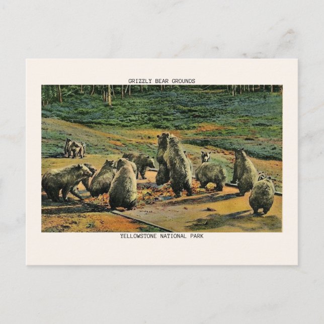 Carte Postale Parc national de Yellowstone Parc des grizzlis (Devant)