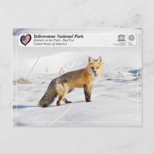 Carte Postale Parc national de Yellowstone - Renard rouge
