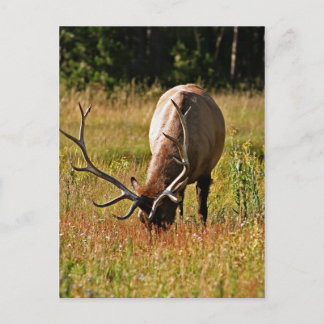 Carte Postale parc national de yellowstone, wapiti