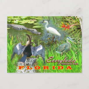 Carte Postale Parc national des Everglades, Floride
