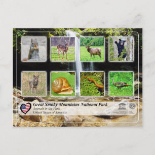Carte Postale Parc national des Great Smoky Mountains - Animaux
