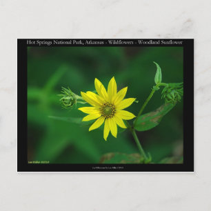 Carte Postale Parc national des sources chaudes Cadeaux de tourn