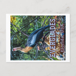 CARTE POSTALE PARC NATIONAL D'EVERGLADES - FLORIDE ÉTATS-UNIS