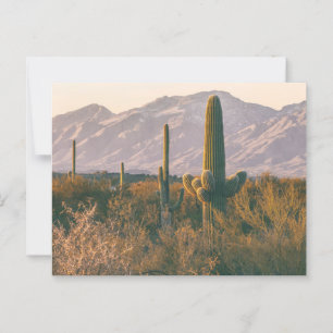 Carte Postale Parc national du Saguaros Paysage Paysage