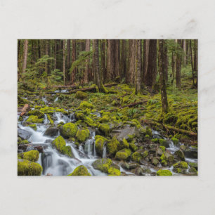 Carte Postale Parc national olympique, État de Washington