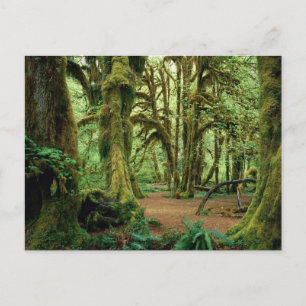 Carte Postale Parc national olympique, WA 2