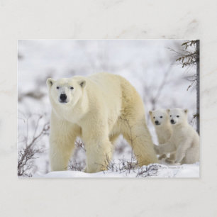Carte Postale Parc national Wapusk, Canada.