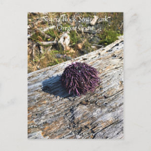 Carte Postale Parc Rock State de Sisters