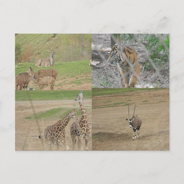 Carte Postale Parc Safari de San Diego (Devant)