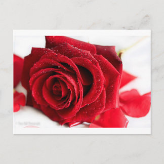 Carte Postale Parfum d'un Rose