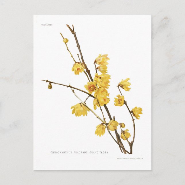 Carte Postale Parfums de Chimonanthus (Devant)