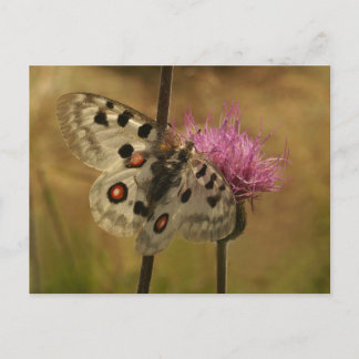 Carte Postale Parnassius apollo
