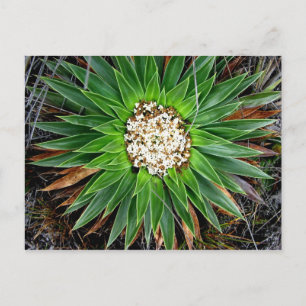 Carte Postale Parque Las Cajas, Equateur