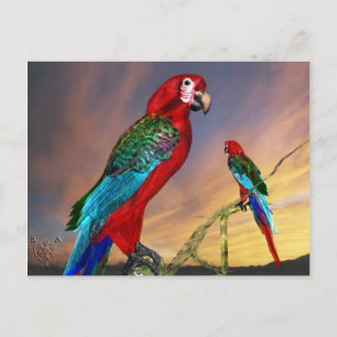 CARTE POSTALE PARROS HYPER / ARBE ROUGE