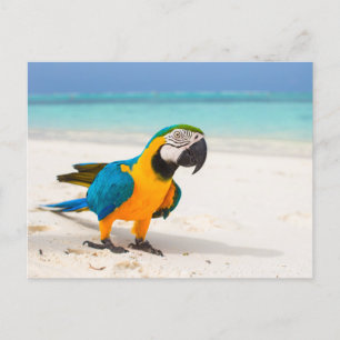 Carte Postale Parrot de plage