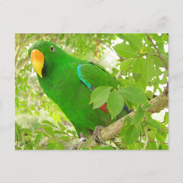 Carte Postale Parrot Eclectus Homme (Devant)