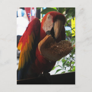 Carte Postale Parrot Macaw Scarlet Manger Toast