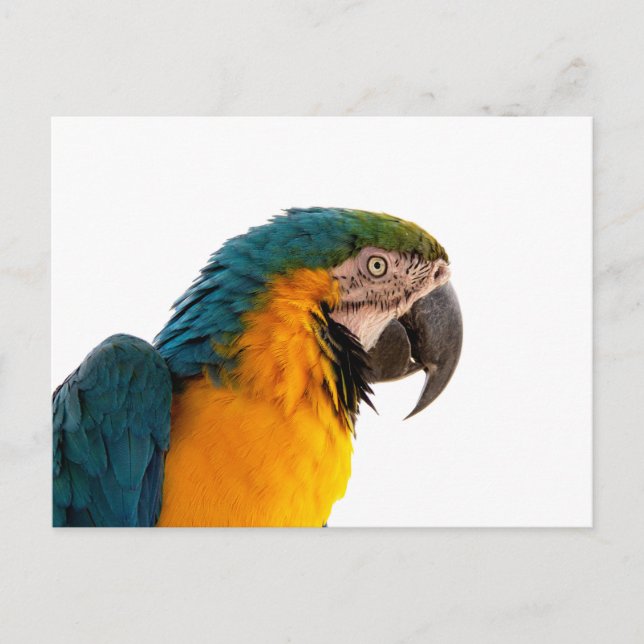 Carte Postale Parrot Post-it Notes (Devant)