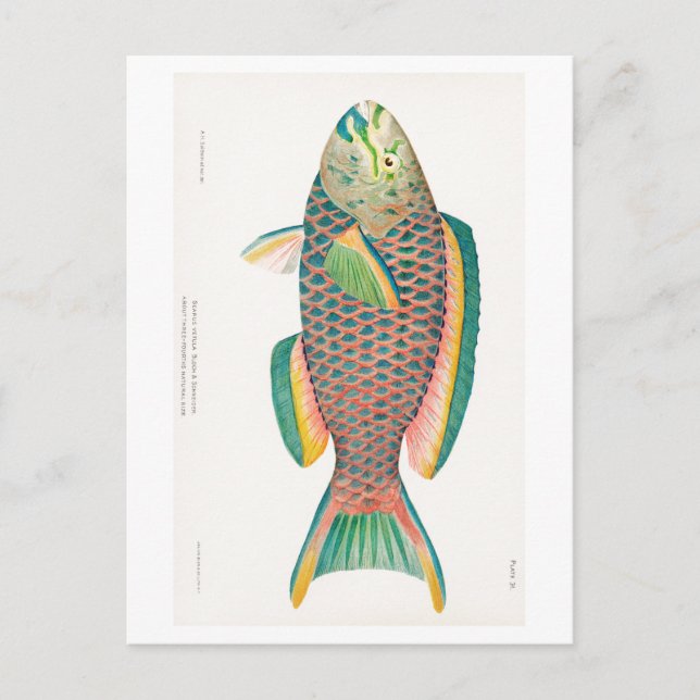 CARTE POSTALE "PARROTFISH" VIE MARINE (Devant)