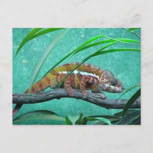 Carte postale "Parson's Chameleon"