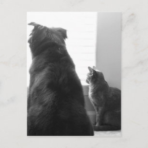 Carte Postale Partager un moment tranquille