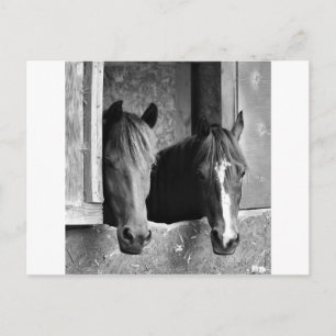 Carte Postale Partenaires stables