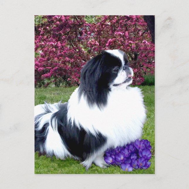 Carte Postale Parti-color Pekingese Dogs (Devant)