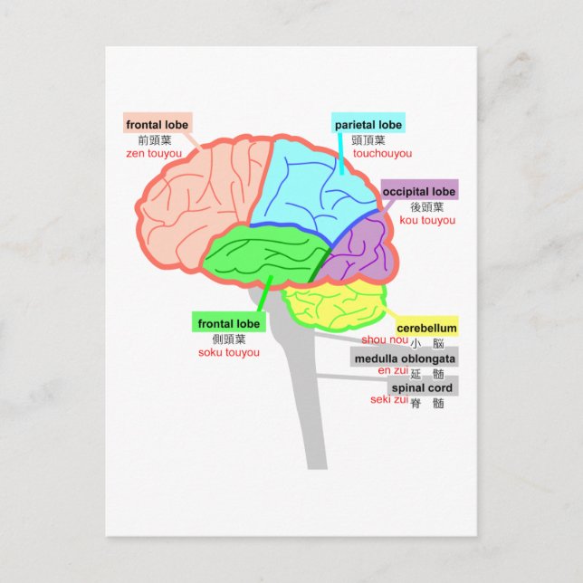 Carte Postale parties simples du cerveau japonais (Devant)