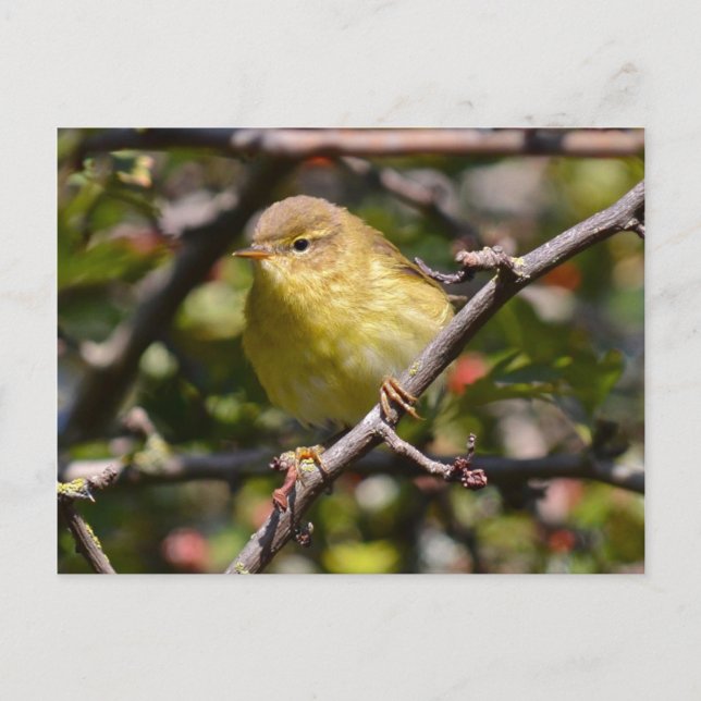 Carte postale Paruline (Devant)