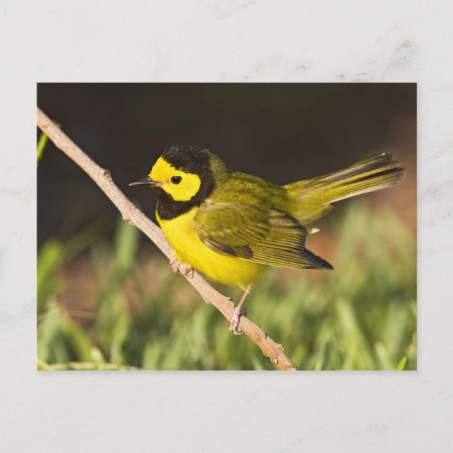 Carte Postale Paruline à capuchon Wilsonia citrina) (Devant)