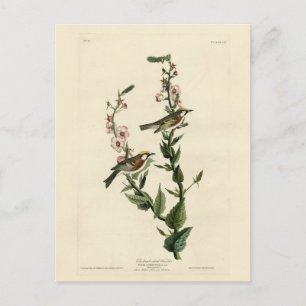 Carte Postale Paruline à châtaignes, Oiseaux d'Amérique d'Audubo